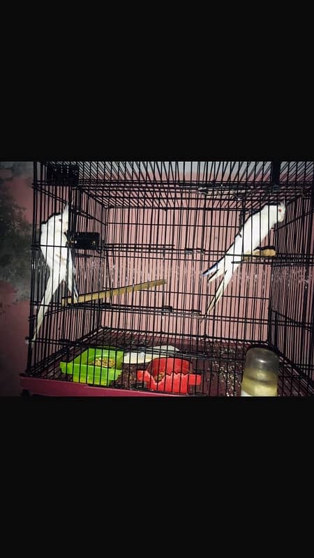 eno cockatiel red eye breeder pair 0