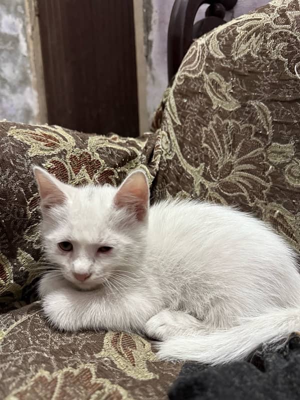 Male Persian Kitten 3