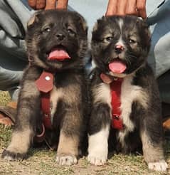 King alabai dog pair 2 months for sale security dog