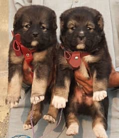 alabai dog pair 2 months for sale security dog