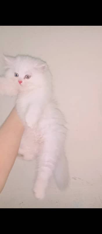 persian kitten 0