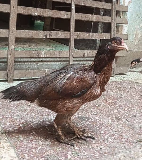 Aseel/Desi Murghian Chicken Guniya k Patients k Liye Read Ad 9