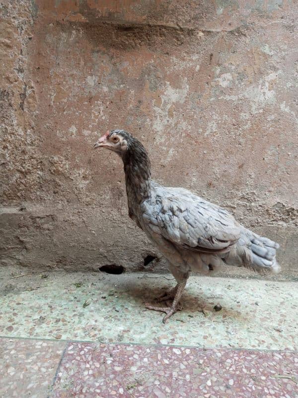 Aseel/Desi Murghian Chicken Guniya k Patients k Liye Read Ad 15