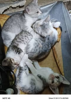 Lovely kittens for sale