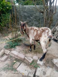 goat for sale mix breed ready for gabaan