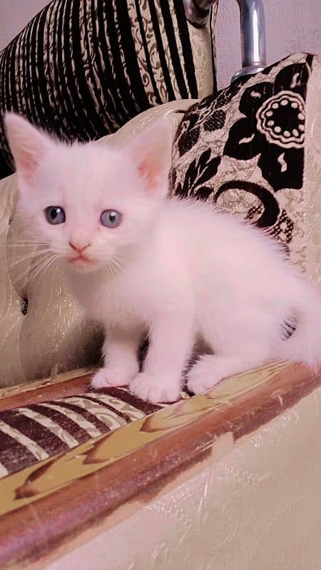 Calico Persian one person baby 10k 11