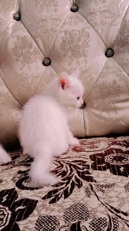 Calico Persian one person baby 10k 12