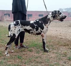 Great dane breeder female available for farm house's