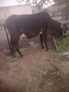 desi cross cow