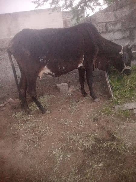 desi cross cow 0