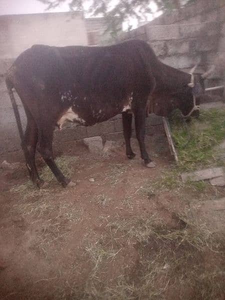 desi cross cow 2