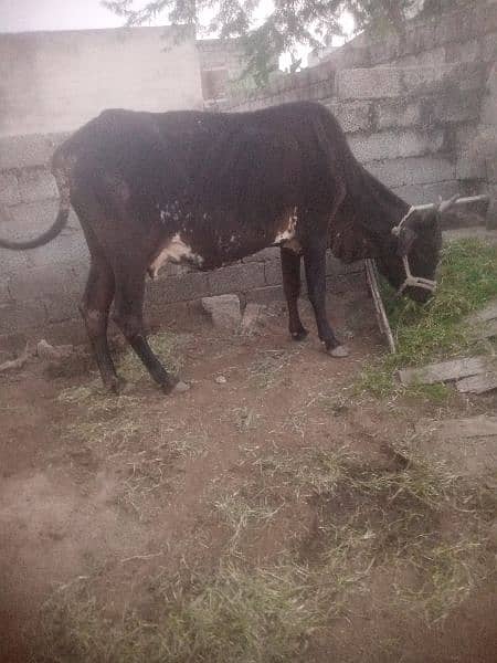 desi cross cow 3