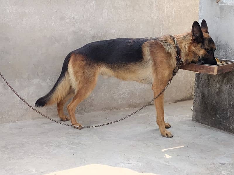 gsd stock Cort male for sale non pedigree age 10 month old 9