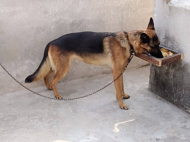 gsd stock Cort male for sale non pedigree age 10 month old 10