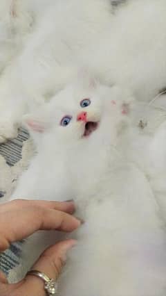 Persian white cat