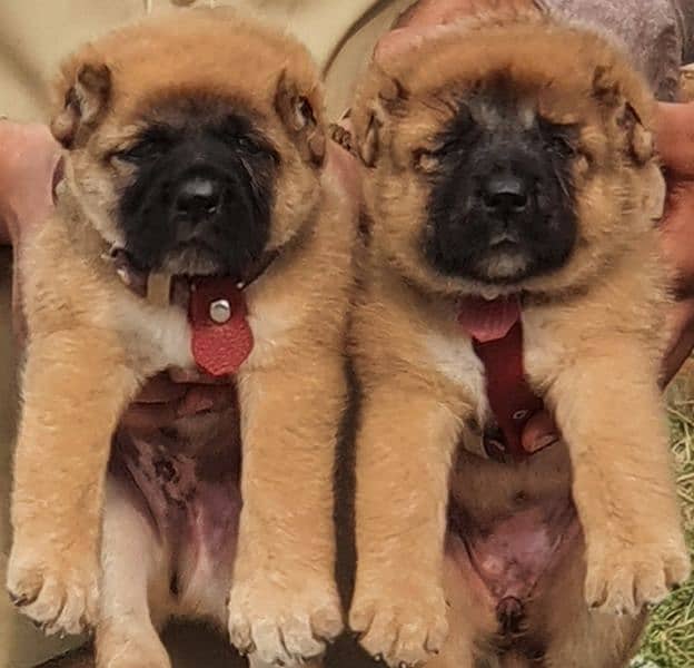 King Kurdish Kangal dog pair 2 months for sale security dog 0