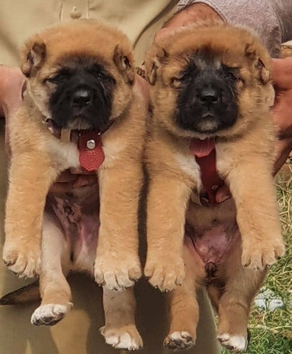 King Kurdish Kangal dog pair 2 months for sale security dog 1