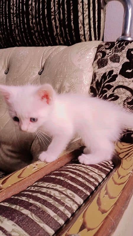 Calico Persian one person baby 10k 16