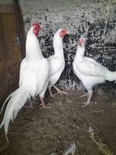 paper white hera top quality breeder foresale