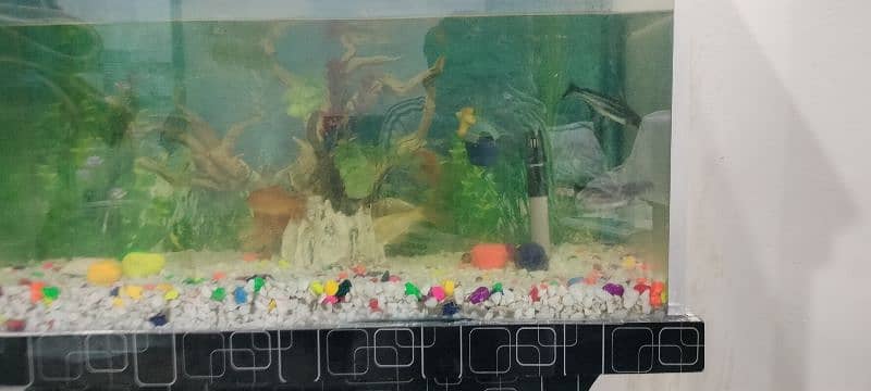 fish aquarium wth gold fish n blue line shark 1