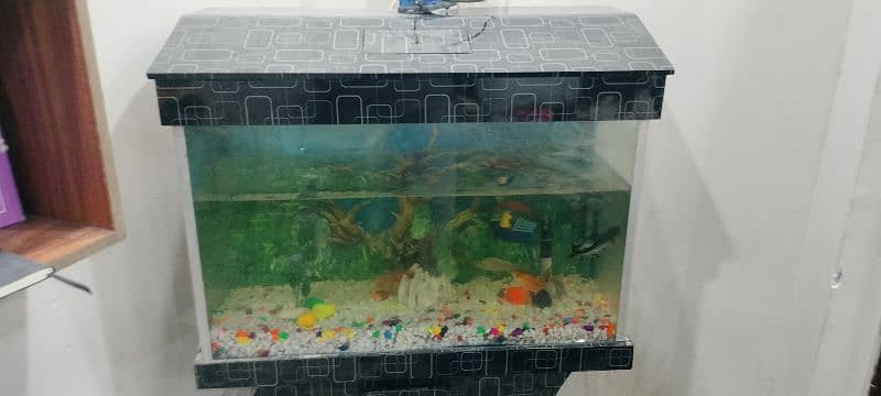 fish aquarium wth gold fish n blue line shark 4