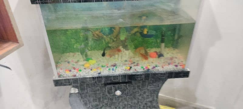 fish aquarium wth gold fish n blue line shark 5