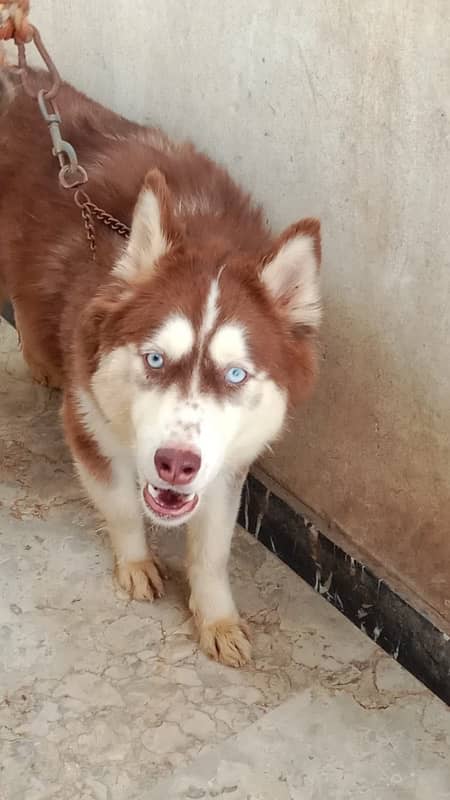 Siberian Husky Female 1