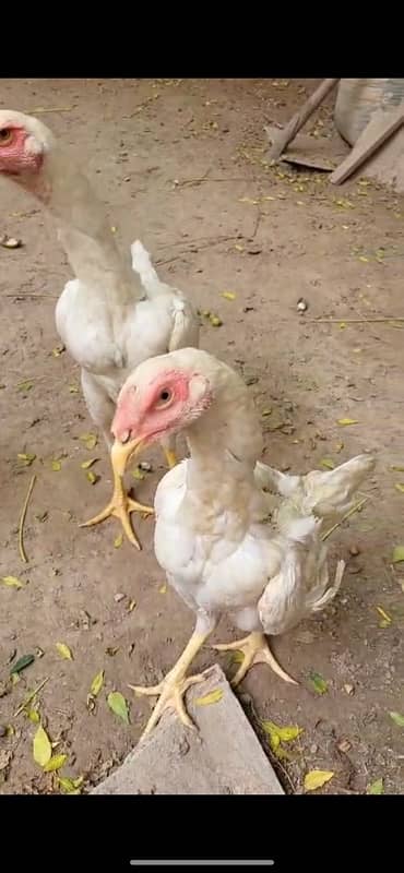 WHITE SHAMOO | ASEEL THAI | HIGH QUALITY BIRDS | PURE WHITE SHAMO 4