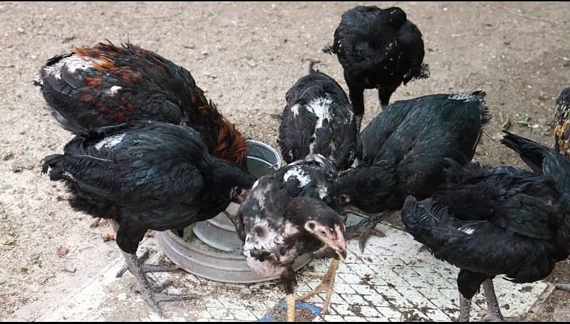 WHITE SHAMOO | ASEEL THAI | HIGH QUALITY BIRDS | PURE WHITE SHAMO 6