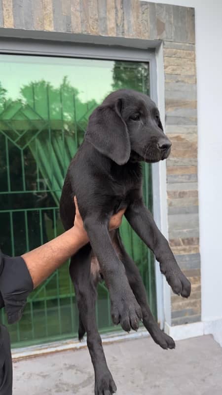 British labrador male/female puppies available for sale 3