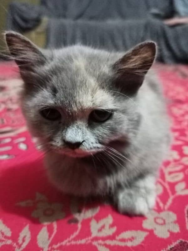 Persian Female Kitten 0