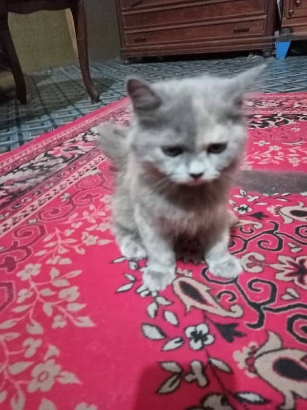 Persian Female Kitten 1