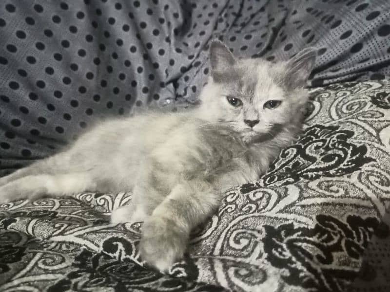 Persian Female Kitten 2