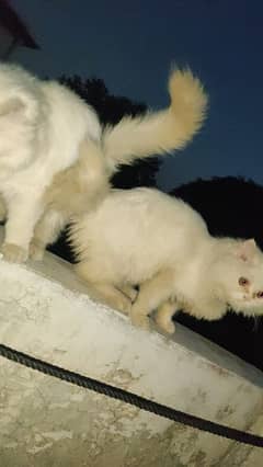 Persian Cats Pair