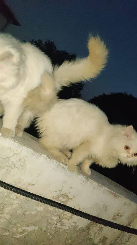 Persian Cats Pair 0