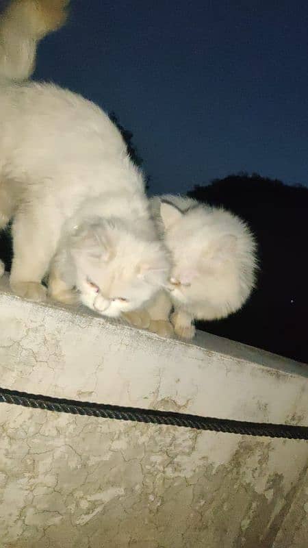 Persian Cats Pair 1