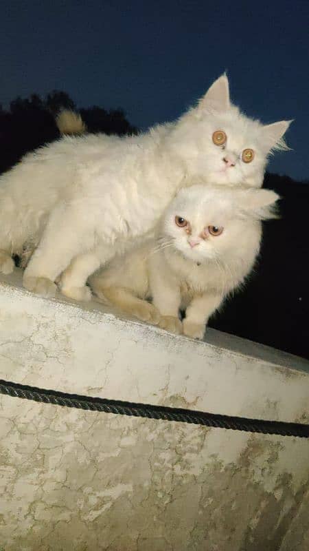 Persian Cats Pair 2