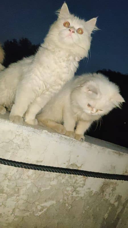 Persian Cats Pair 3