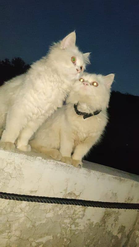 Persian Cats Pair 4