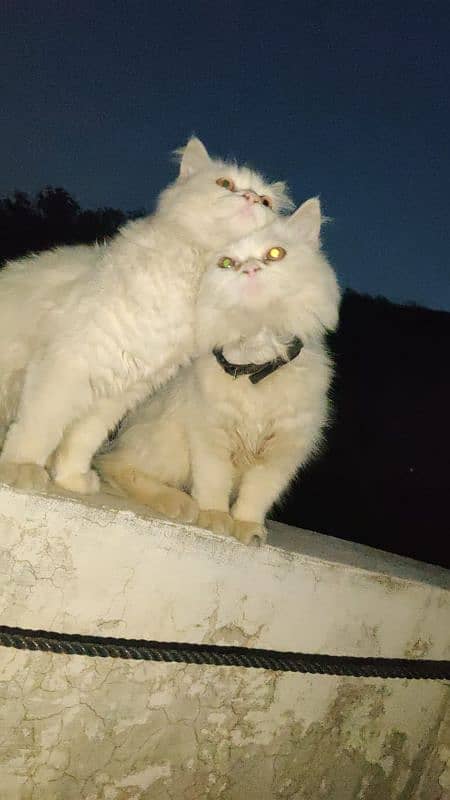 Persian Cats Pair 5