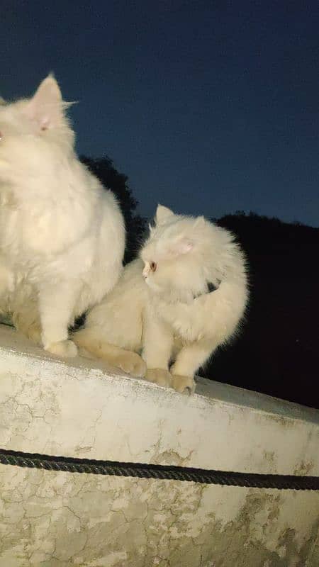 Persian Cats Pair 6