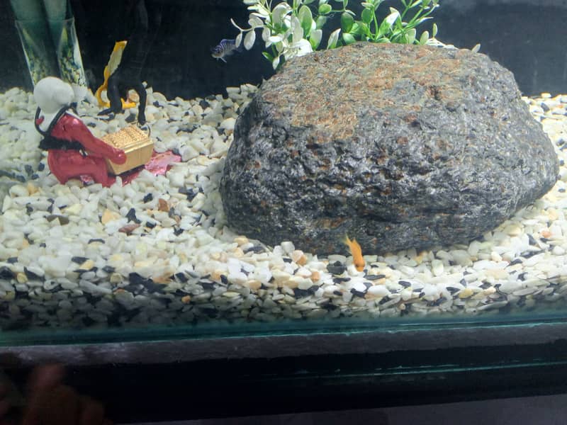 fish aquarium nitrogen cycle completed 1