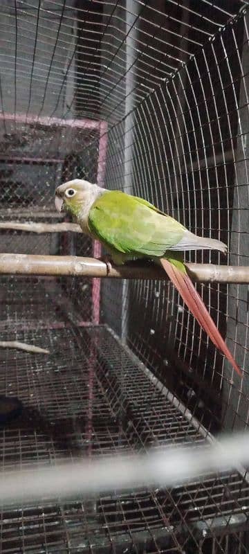 pineapple conure 100% breader 2