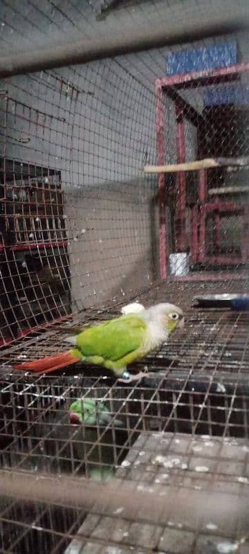 pineapple conure 100% breader 5