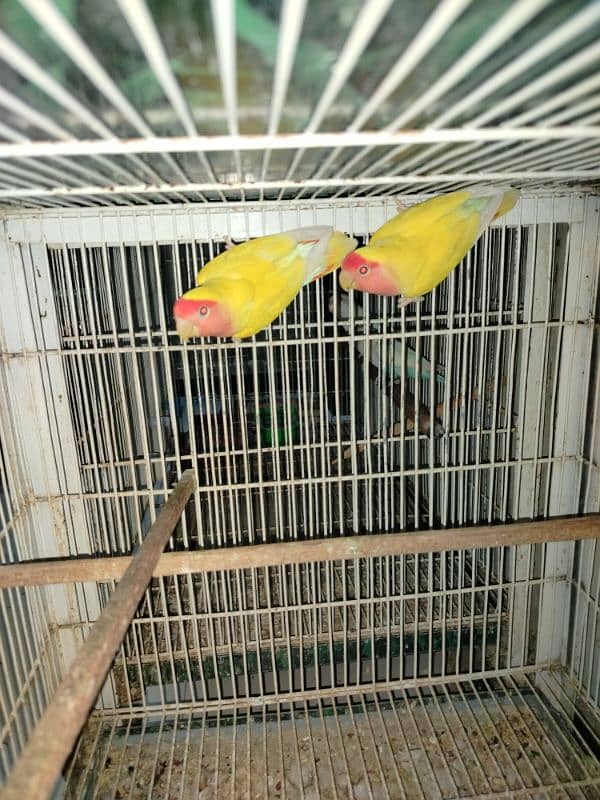 Lutino Love Bird Ready to Bread Pair 0