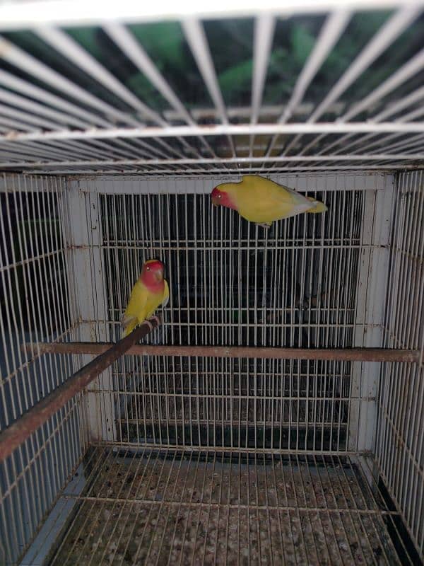 Lutino Love Bird Ready to Bread Pair 3