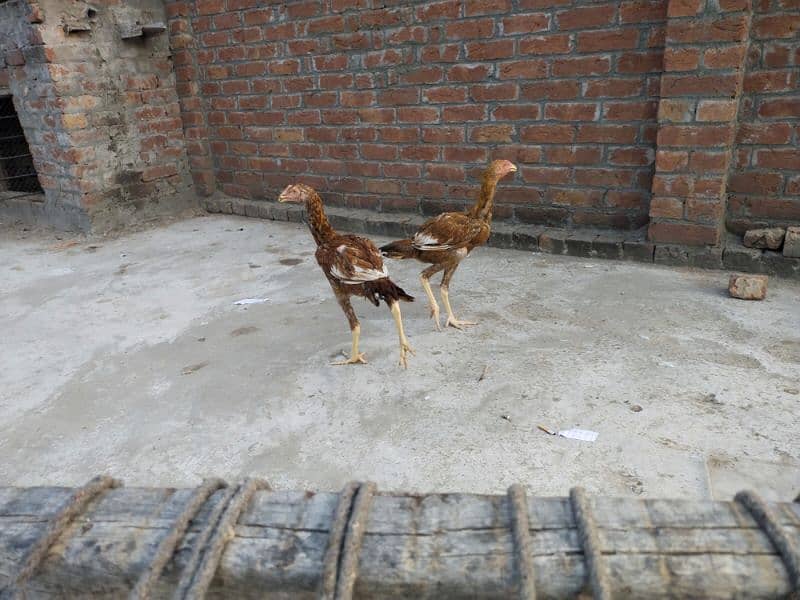 aseel pair with chicks 11