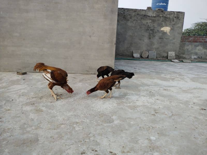 aseel pair with chicks 14