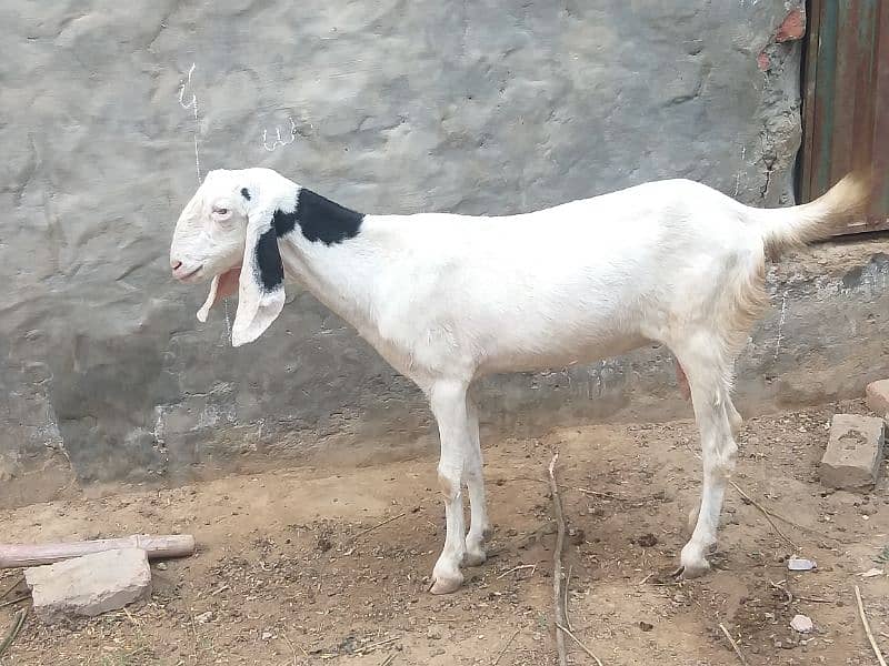 healthy active goat for sale 0