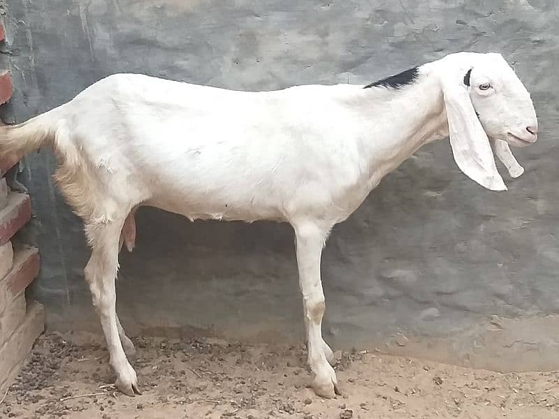 healthy active goat for sale 2